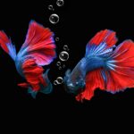 Can Male & Female Betta Fish Live Together? 5 Essential Rules to Keep Your Tank Peaceful