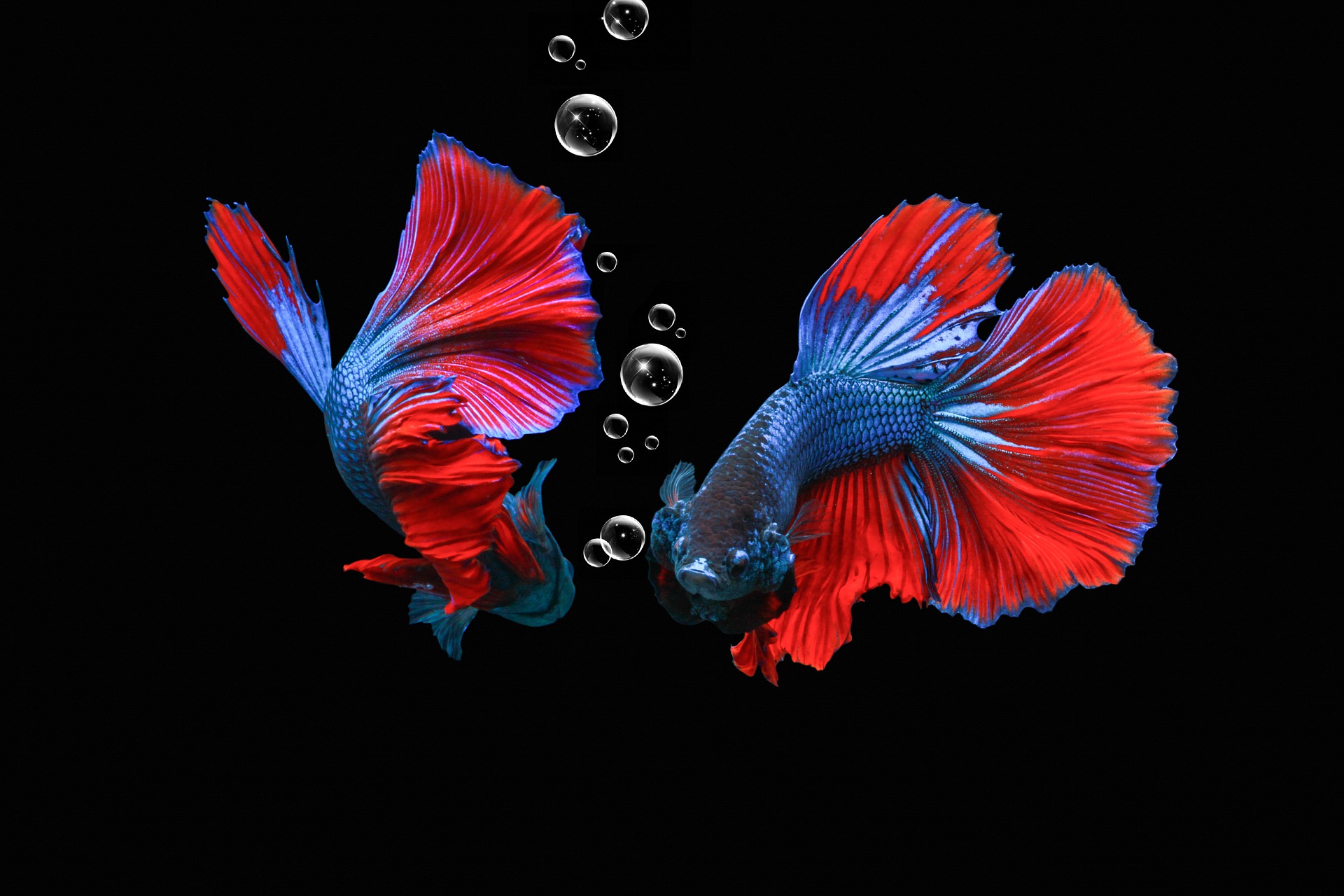 Can Male & Female Betta Fish Live Together? 5 Essential Rules to Keep Your Tank Peaceful