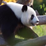 Can Pandas be Pets? A Closer Look at the Adorable but Untouchable Giant