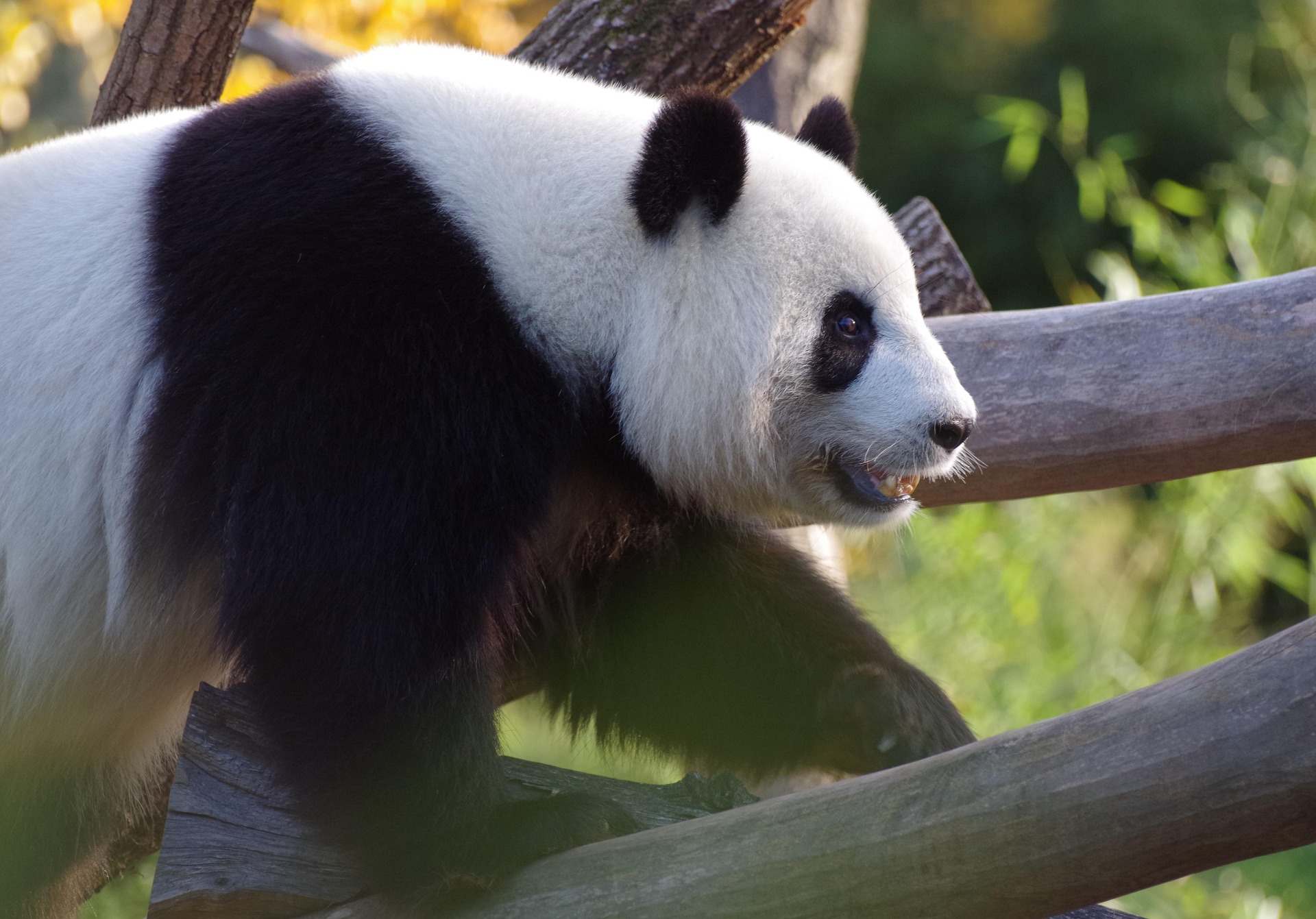 Can Pandas be Pets? A Closer Look at the Adorable but Untouchable Giant