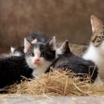 Do Animals Know They’re Pregnant? (Cats & Dogs Explained)