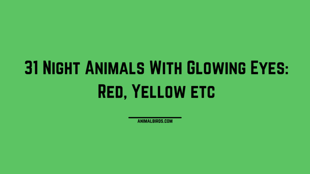 Victorian Bulldog Breed History, Health, Breeding & Differences