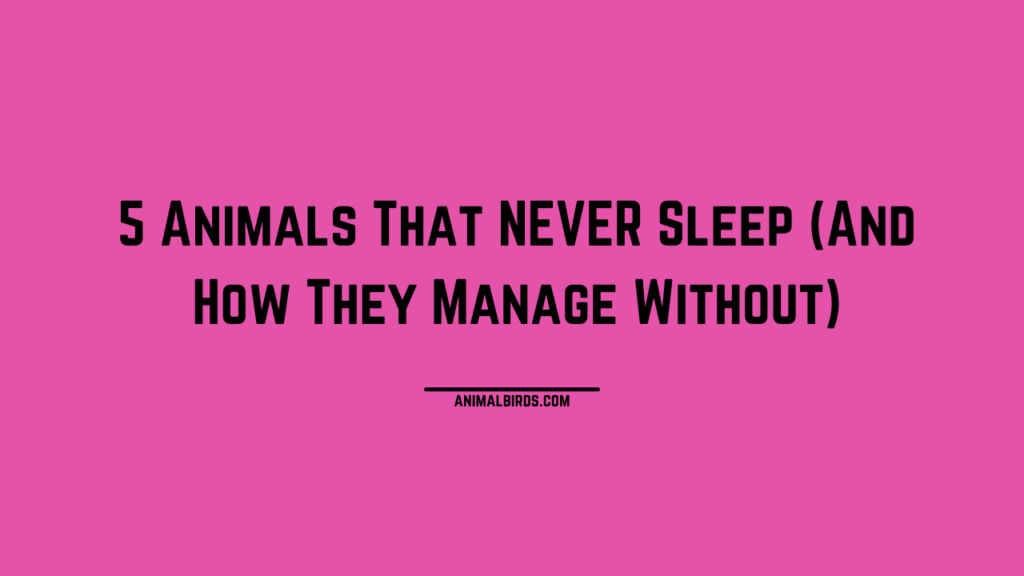 Saint Berdoodle: 12 Facts You Most Likely Didn’t Know