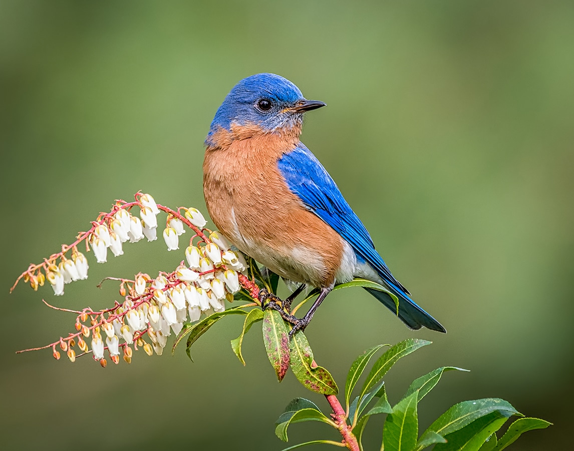 7 Tips to follow for Backyard Bird Watching