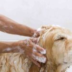 Can I Use Human Shampoo on my Dog?