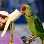 Best parrots Food- Which are Fruits Parrots Love to Eat?