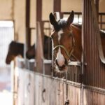 How to Take Care for an Arabian Horse: 4 Simple Tips