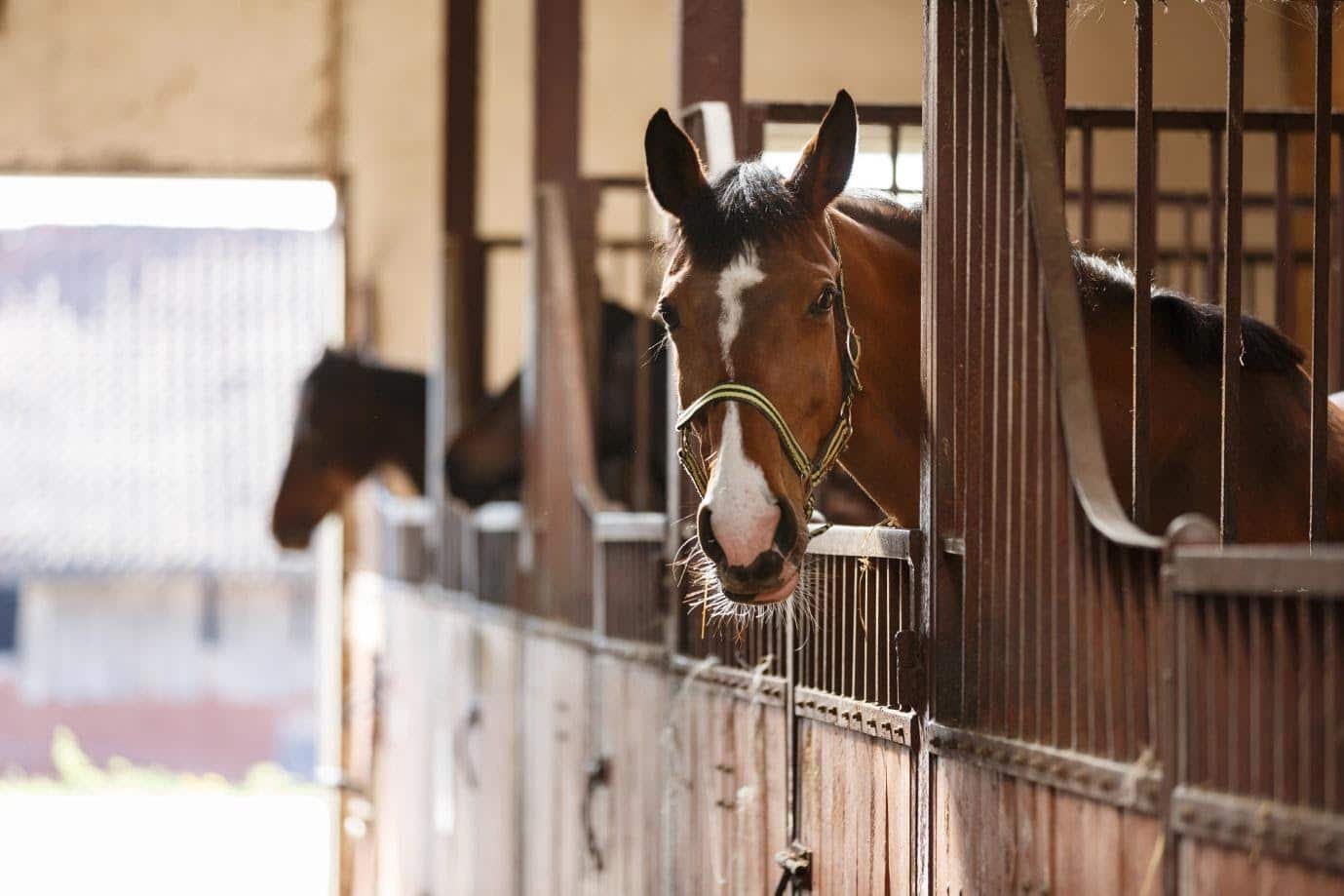 How to Take Care for an Arabian Horse: 4 Simple Tips