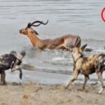 Can Large Impala fight with African Wild Dog 1 to 1?