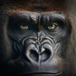 The Strongest Animals in the World (Ranked by Strength)