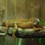 How to Set Up the Perfect Terrarium for a Pet Lizard