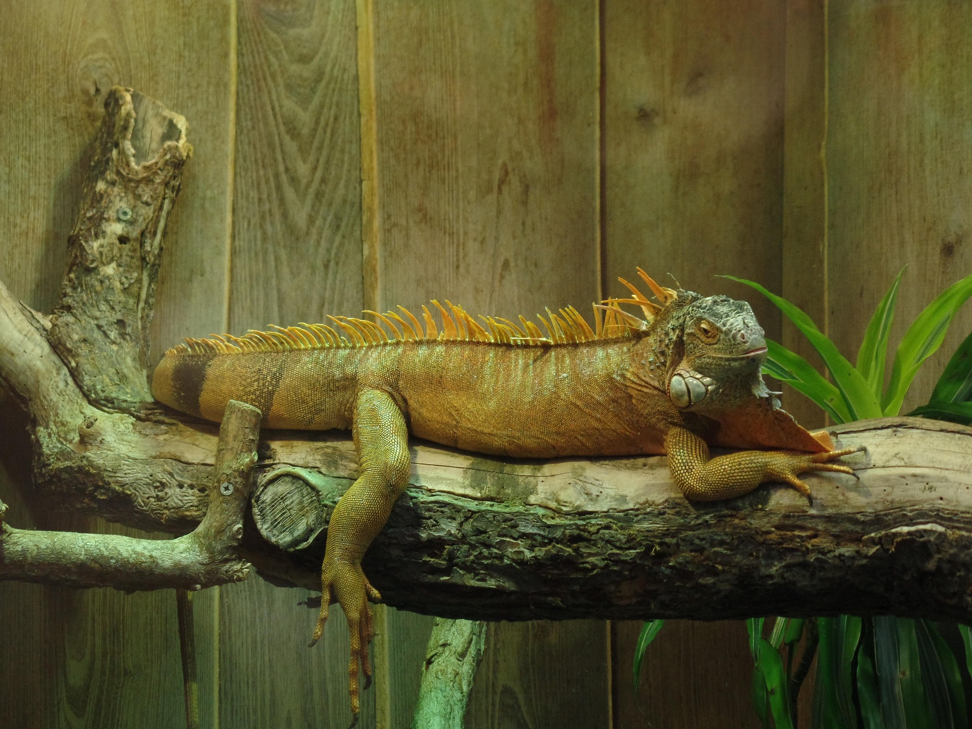 How to Set Up the Perfect Terrarium for a Pet Lizard