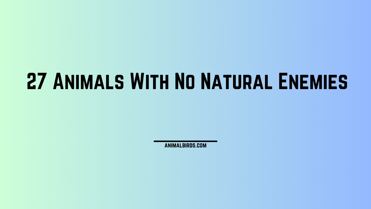 27 Animals With no Natural Enemies - Animals and Birds