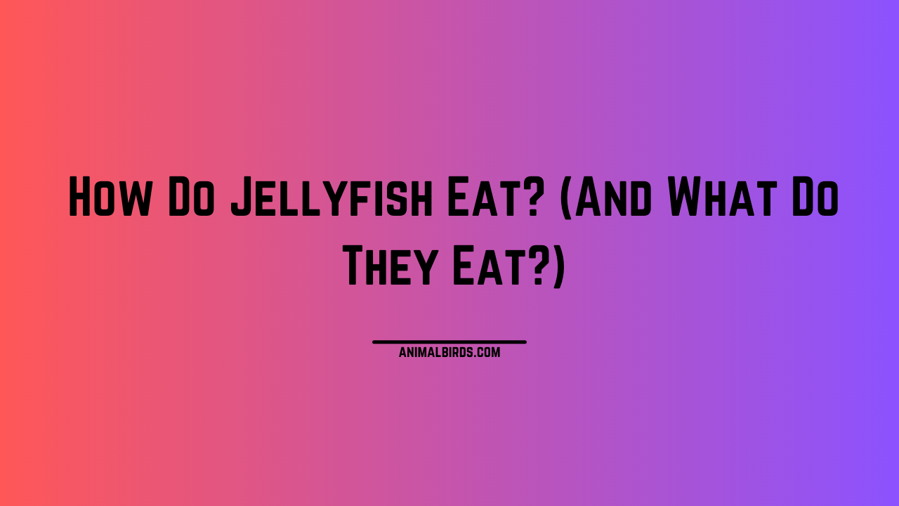 How Do Jellyfish Eat? (And What Do They Eat?) - Animals and Birds