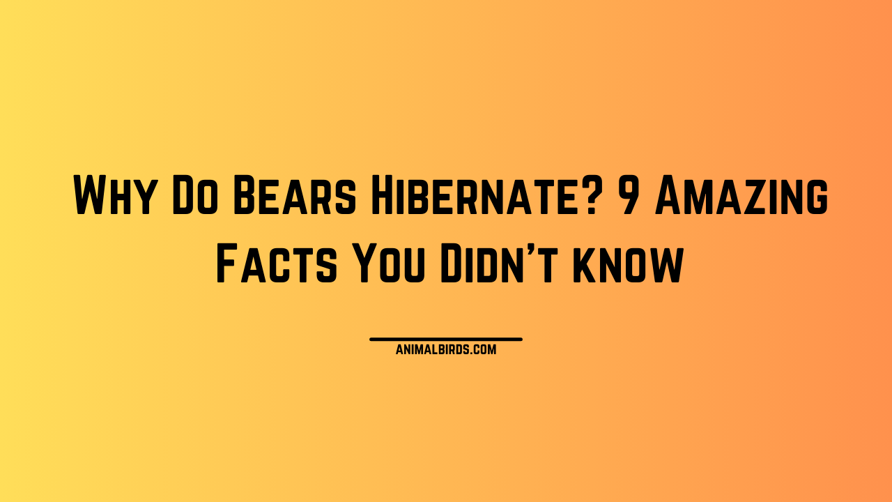 Why Do Bears Hibernate? 9 Amazing Facts You Didn’t know - Animals and Birds