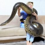 Can Anaconda be a good pet?