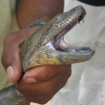 Anaconda snake unheard facts you never now before