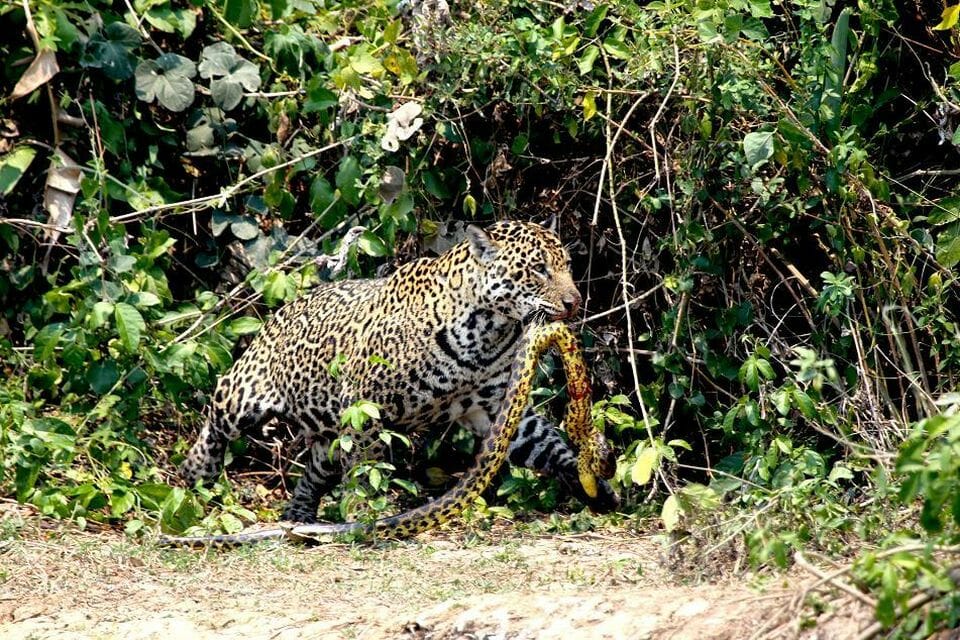 What are the animals that prey on Anaconda snake?