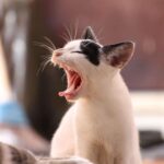 5 Unique and Quirky Cat Behaviors temperament, Explained