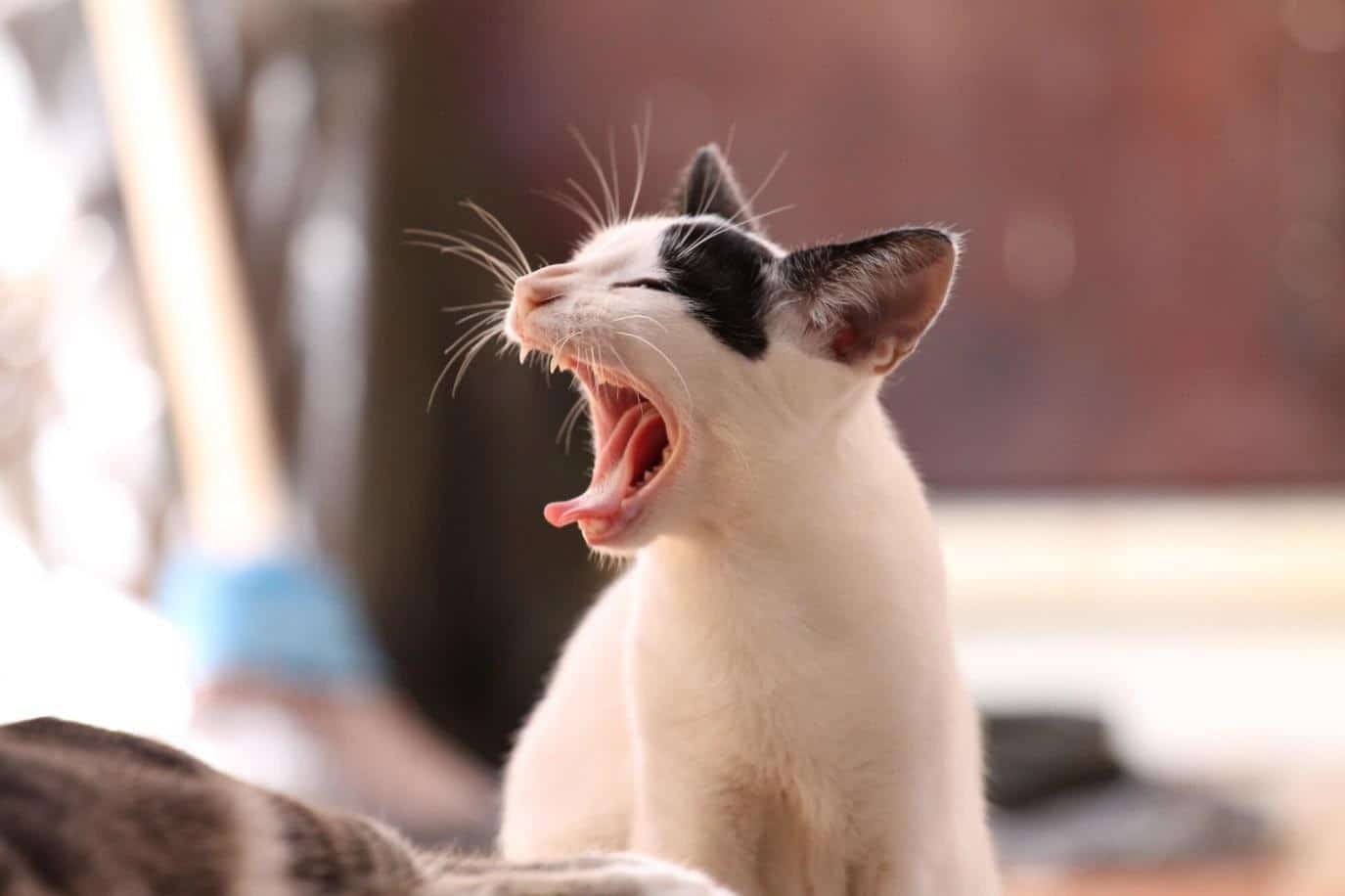 5 Unique and Quirky Cat Behaviors temperament, Explained