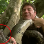 What to do if an anaconda wraps around you?